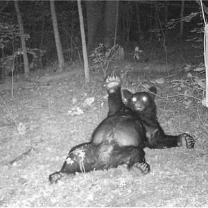 Meet your Posher, Dawn